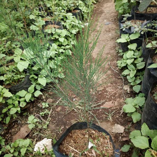 Bibit Tanaman Cemara Udang/Pohon Cemara Udang