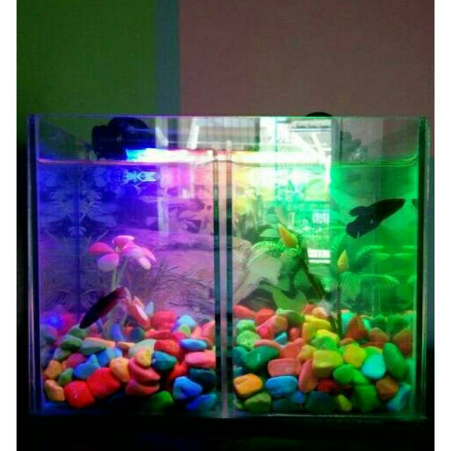 Aquarium Ikan Hias Shopee Indonesia