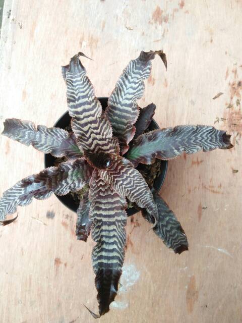 Bromelia Cryptanthus zebra