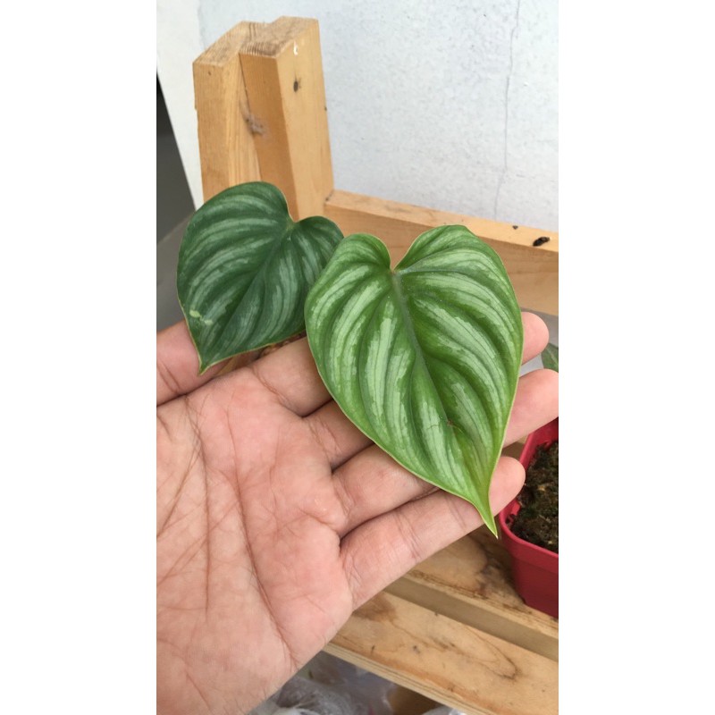 philo plowmanii pesanan