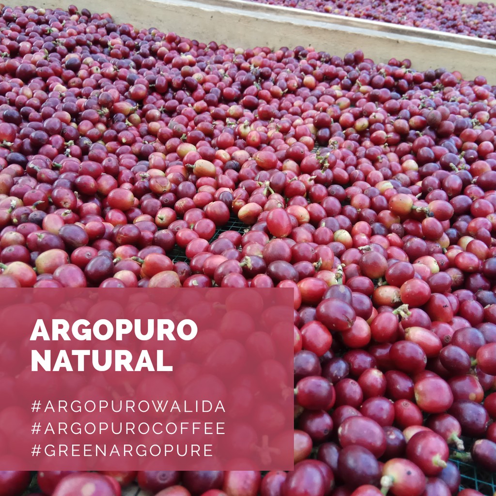 

Biji Kopi Arabika Argopuro Natural 1 Kg Greenbeans
