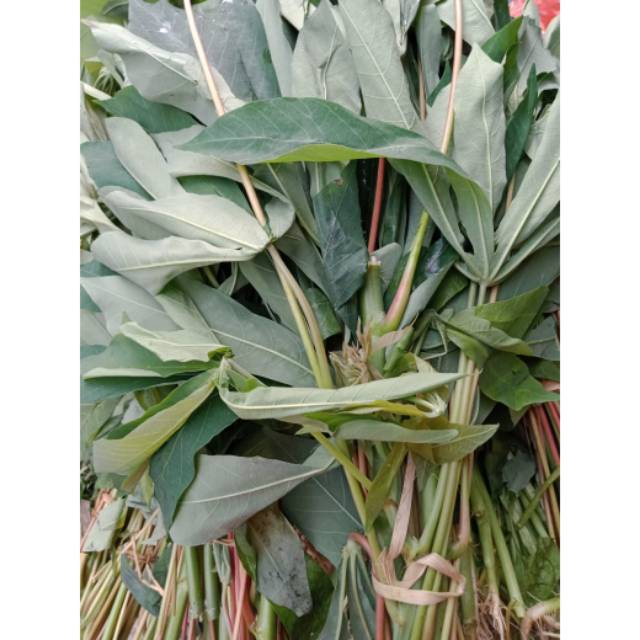 

Daun Singkong 1 ikat
