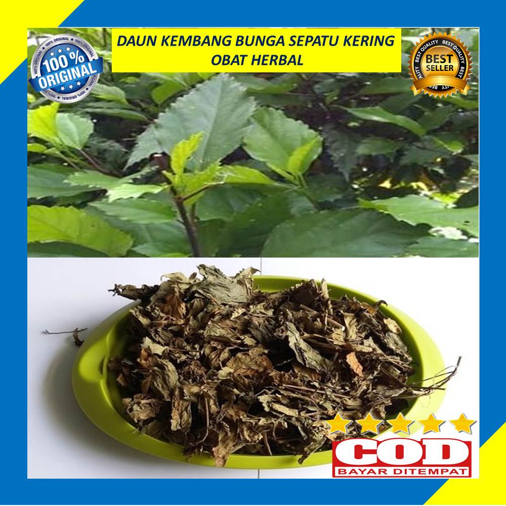 Daun Bunga Sepatu Kering 100 Gram Obat Herbal