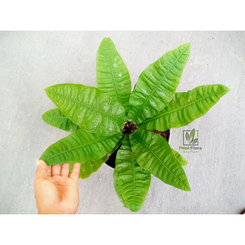 Anthurium Reflexinervium dewasa