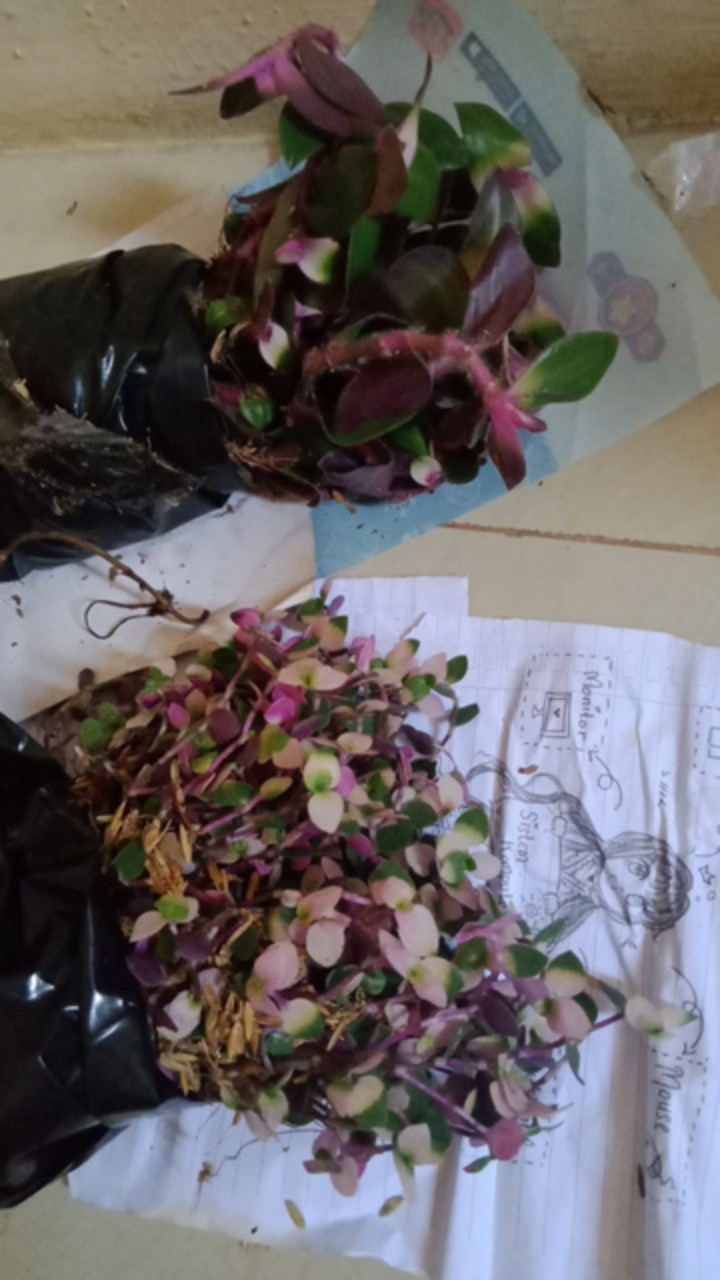 Tanaman Hias  Gantung Kribo