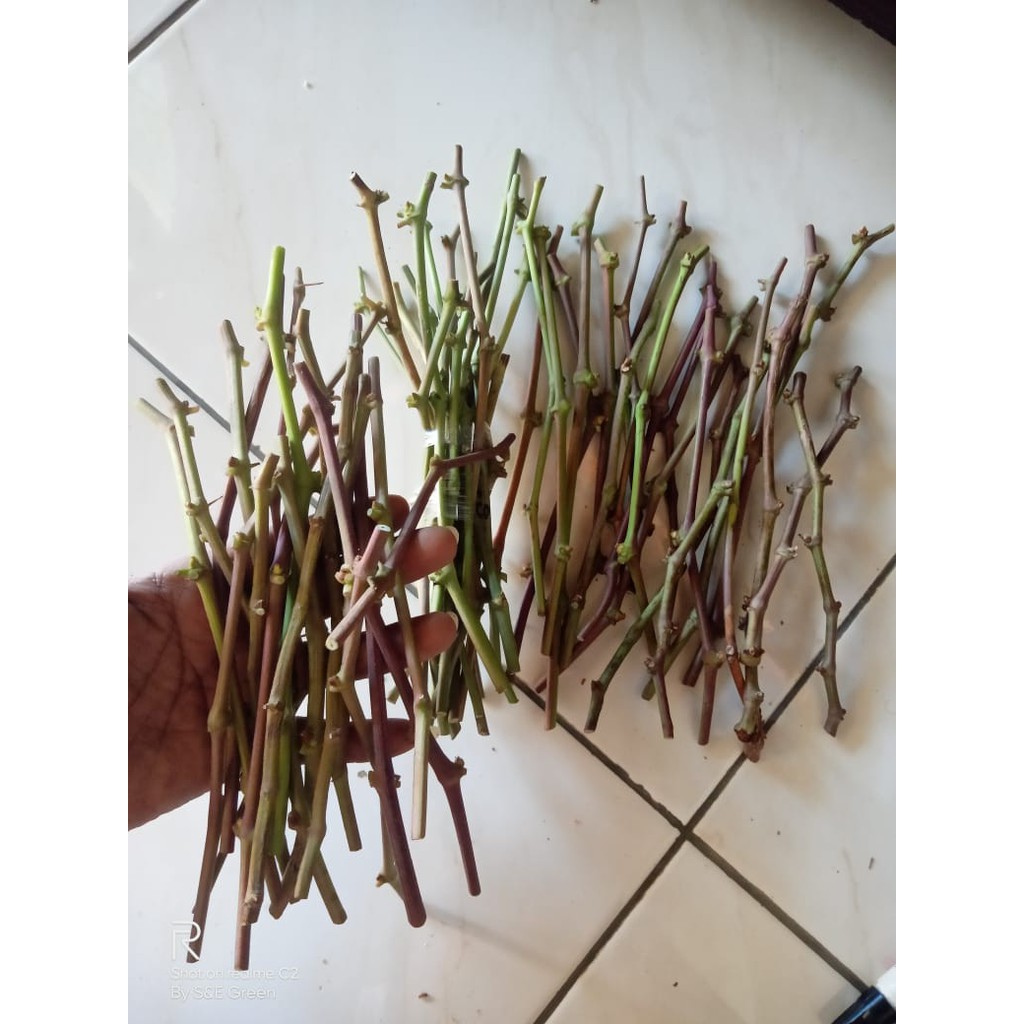 Paket Entress Anggur Import