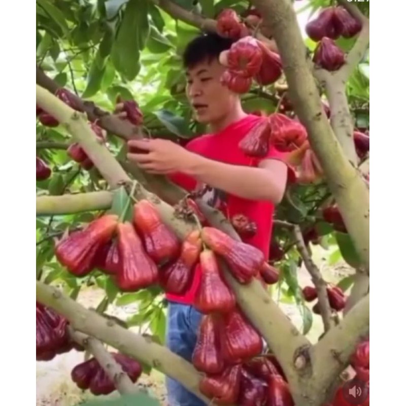 Bibit Jambu Air Citra Jumbo Cepat Berbuah Cepat berbuah