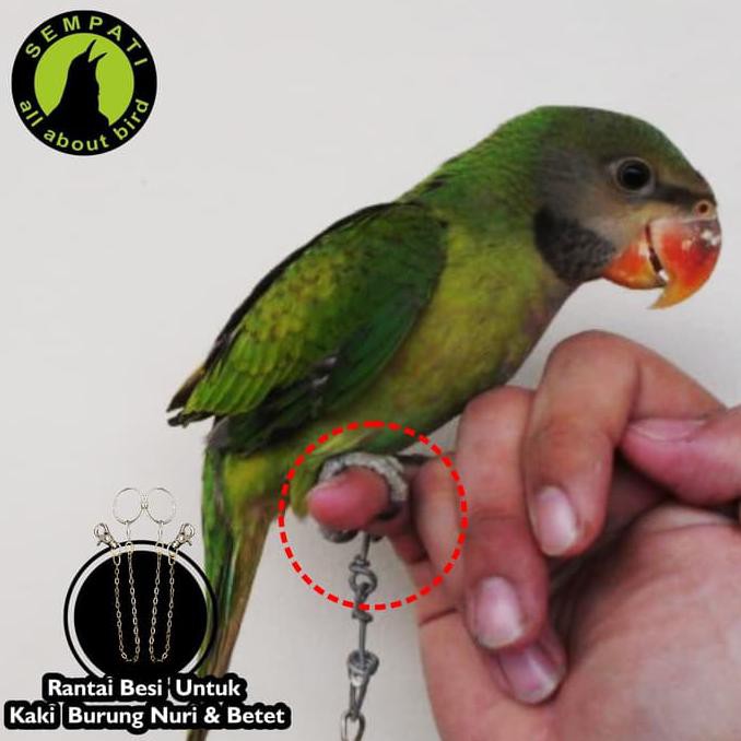 Murah Meriah Rantai Kaki Burung Nuri Betet Shopee Indonesia