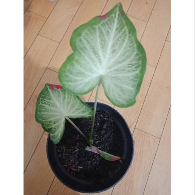 Keladi shycool/cat tumpah