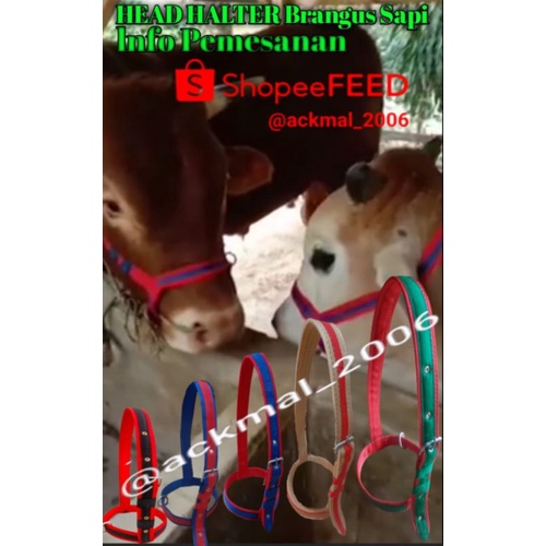 Head Halter Brangus/brangos sapi atau ikat kepala sapi/Head Halter COD