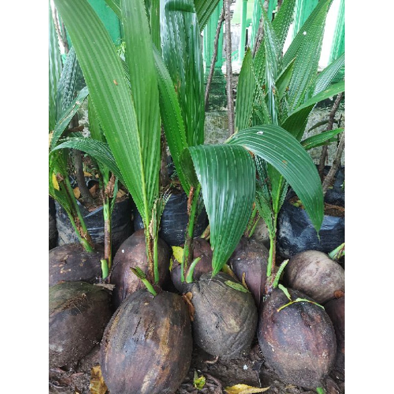 bibit kelapa hibrida