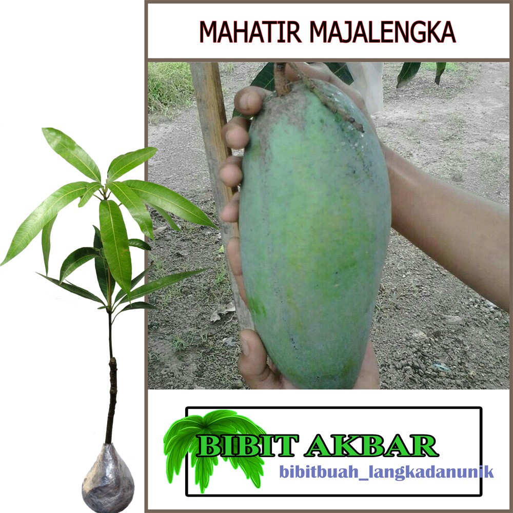 

Bibit Tanaman Buah Mangga Mahatir Majalengka