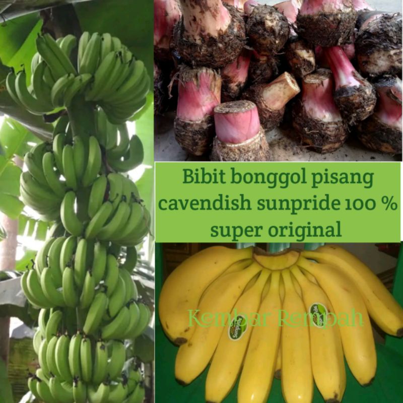 Bibit bonggol pisang cavendish