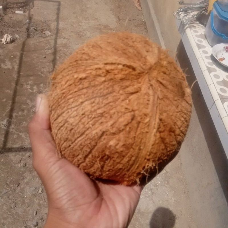 

kelapa segar