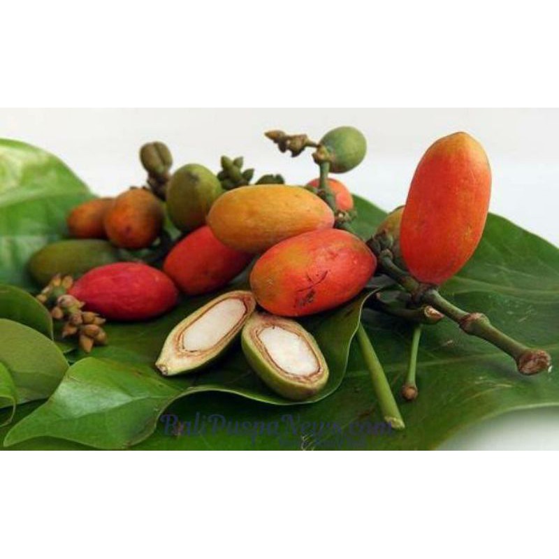 

Melinjo/Belinjo/Gnetum gnemon