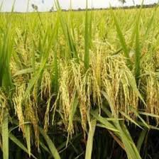 BIJI PADI KALIMASADA PREMIUM 5KG