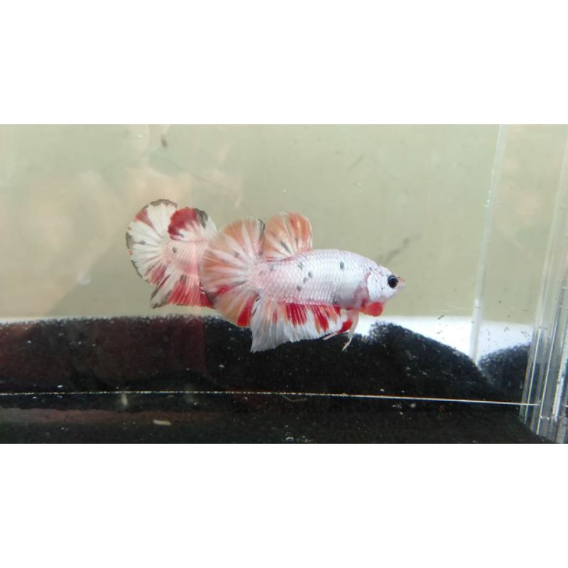 

nemo cooper