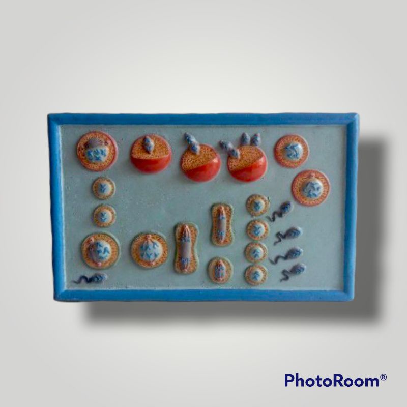 

Miosis penampang model miosis praktek IPA biologi alat peraga pendidikan