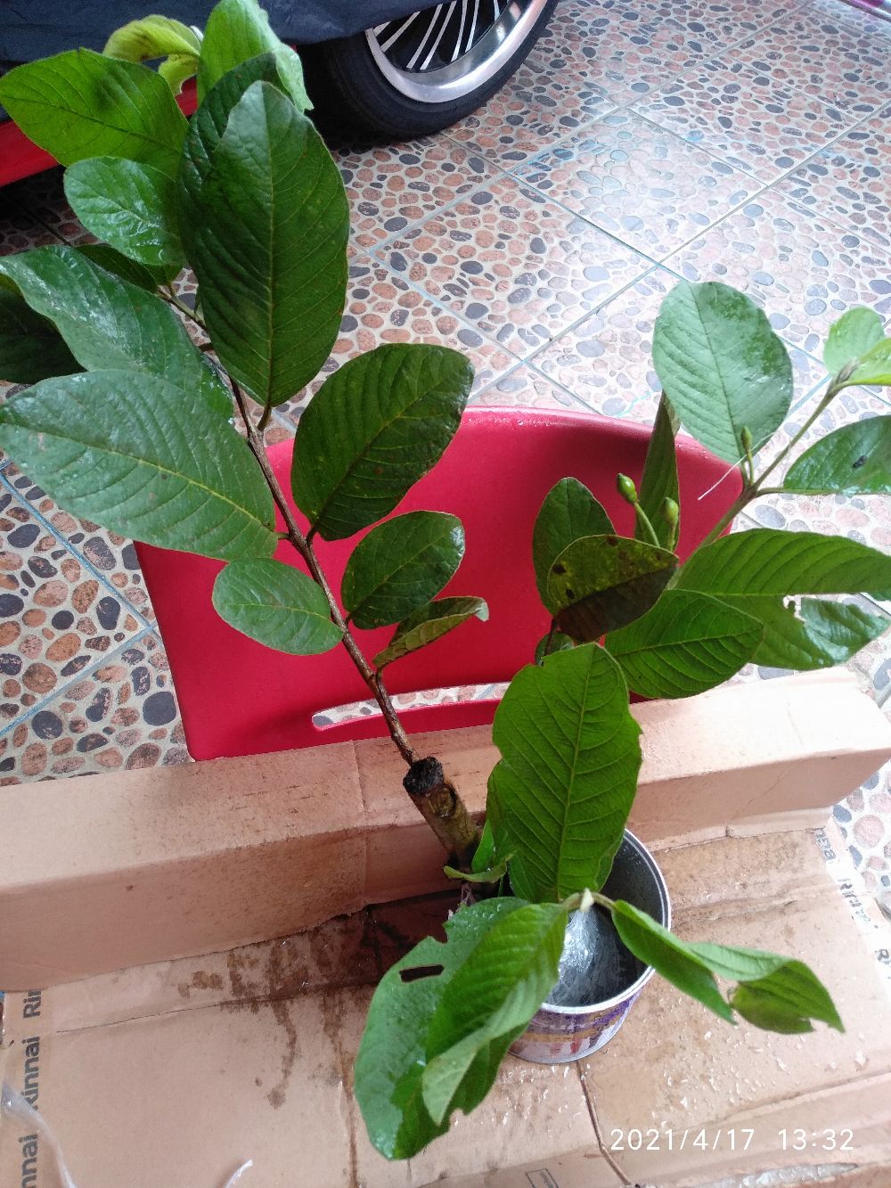 Bibit Jambu Kristal Udah Berbunga