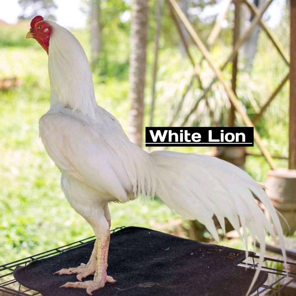 ayam bangkok super aduan asli ekor lidi white lion telur tetas
