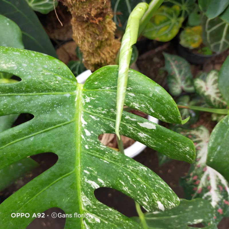 Tanaman hias monstera king variegata