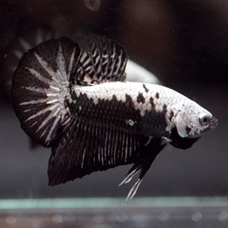 45 Gambar Ikan Cupang Black Samurai Gratis Terbaik