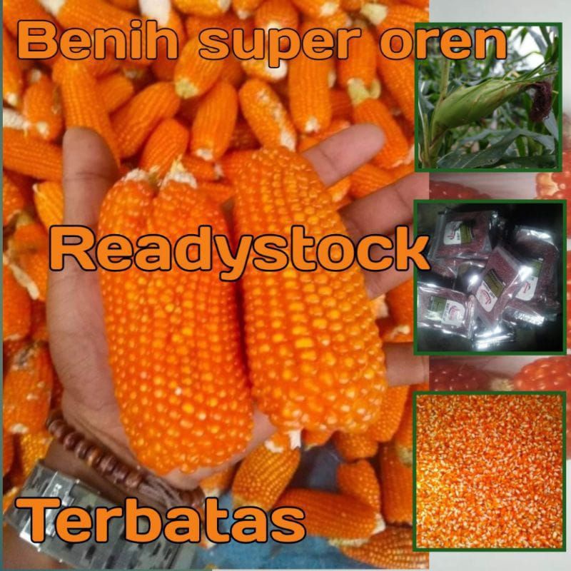 BENIH BIJI JAGUNG KRISTAL/JAGUNG UNYIL 1KG