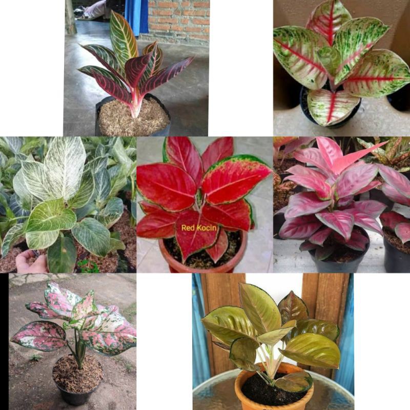 6 paket bonggol aglo