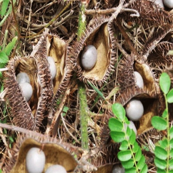 

BIJI BUAH GOREK KERING 100 gr - Caesalpinia Crista - MURNI - JSR