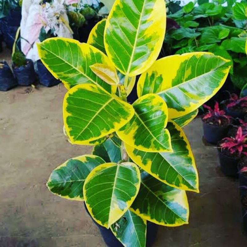 tanaman indoor karet kebo kuning pohon karet golden