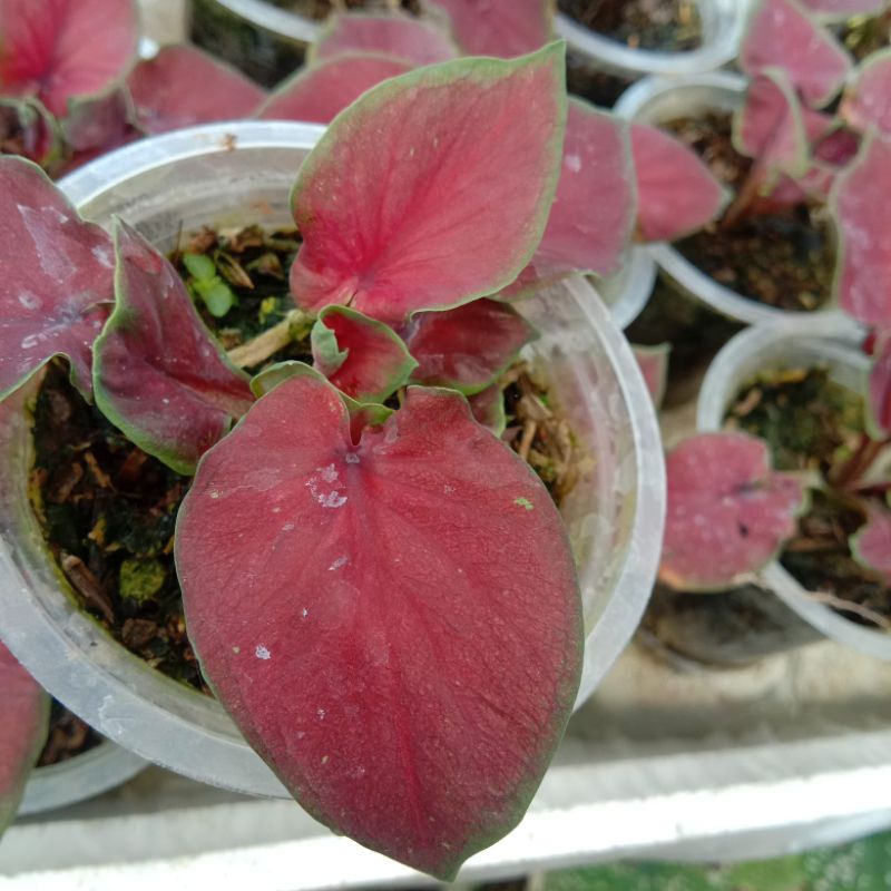 Caladium Red Jaguar