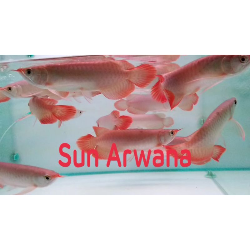 

Ikan arwana Super Red lengkap serti+chip 100% asli SR , no minus, grade bagus Gen Chili Blood