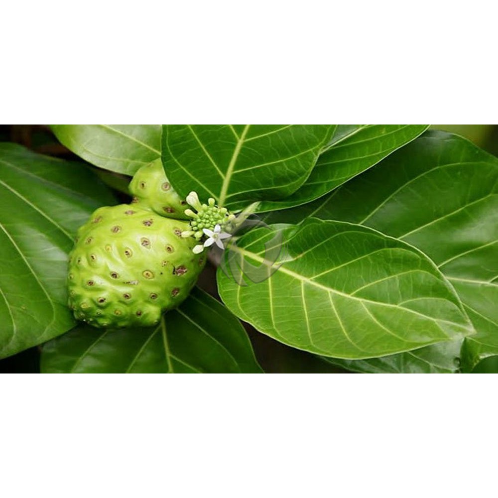 

Daun mengkudu