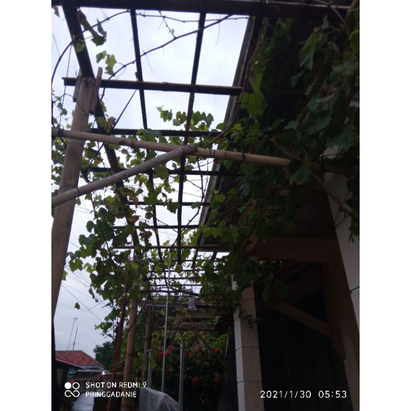 entress Jupiter/batang anggur import merah