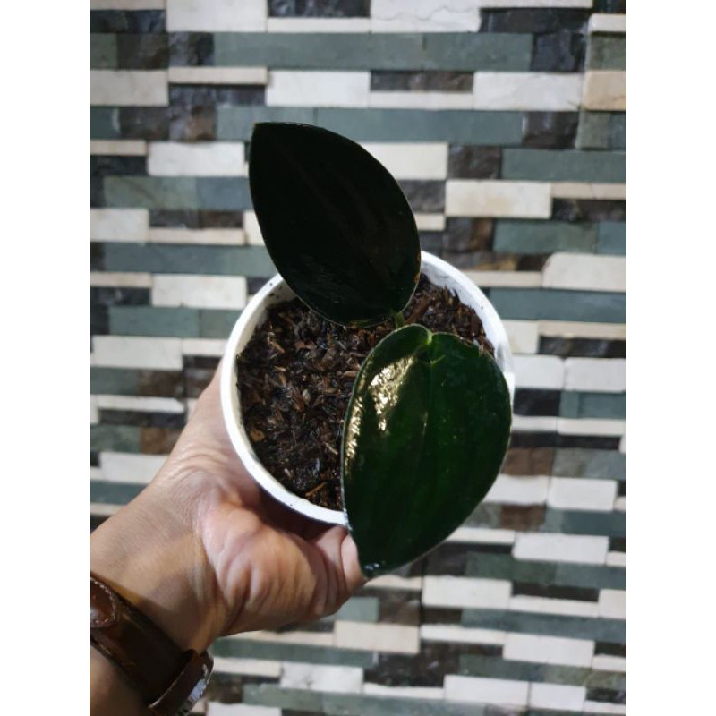 scindapsus treubii dark