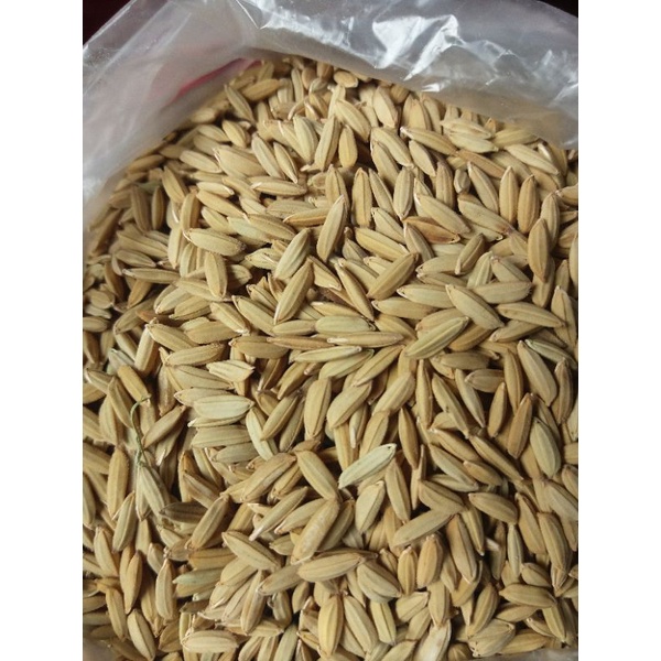 gabah kering/gabah bersih/gabah pakan hewan/pakan ayam kemasan 1 kg