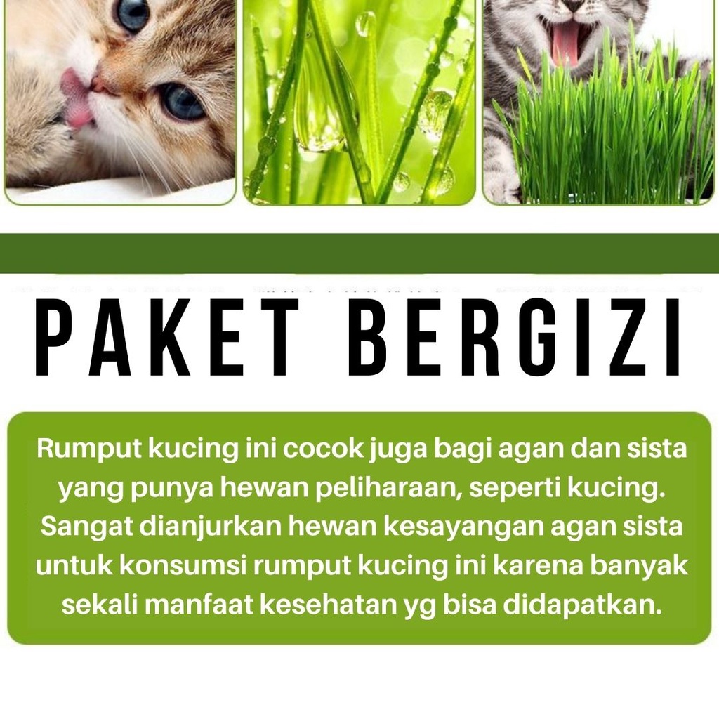 Paket Rumput Kucing Cat Grass Wheatgrass Rumput Benih Gandum Microgreen Wheat Grass  (1 Box Tanam + 1 Karung Tanah + 5 Bungkus Bibit) FEFARM