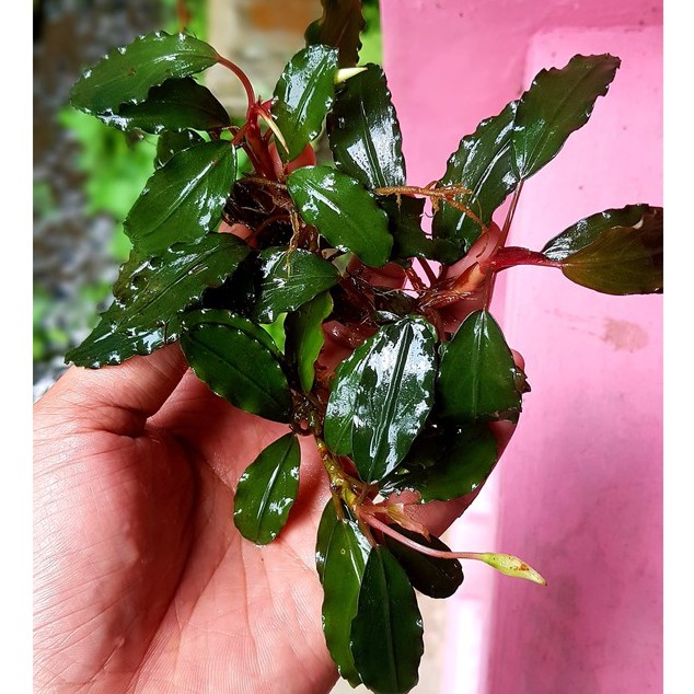 Bucephalandra Theia Medium - Tanaman Aquascape