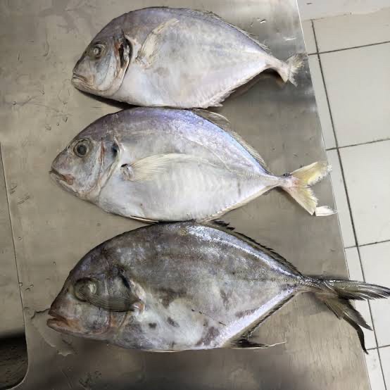 

Ikan kuwe segar 500gr