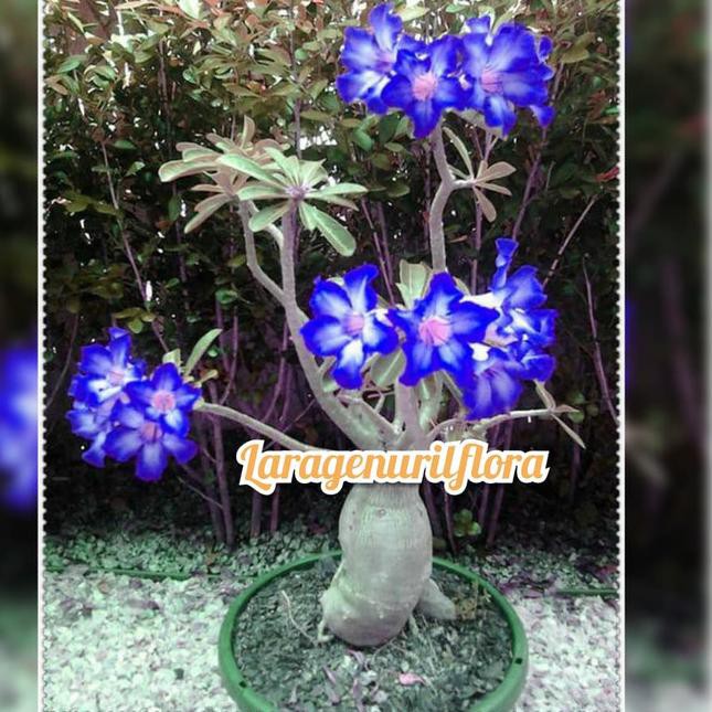 [KODE 1920] PROMO READY STOK bibit Bunga Kamboja adenium Jepang BLUE WHITE MAJESTY