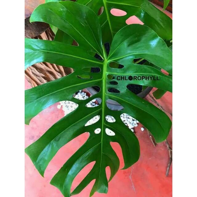 Tanaman Monstera | Tanaman Hias Monstera | Pohon Monstera