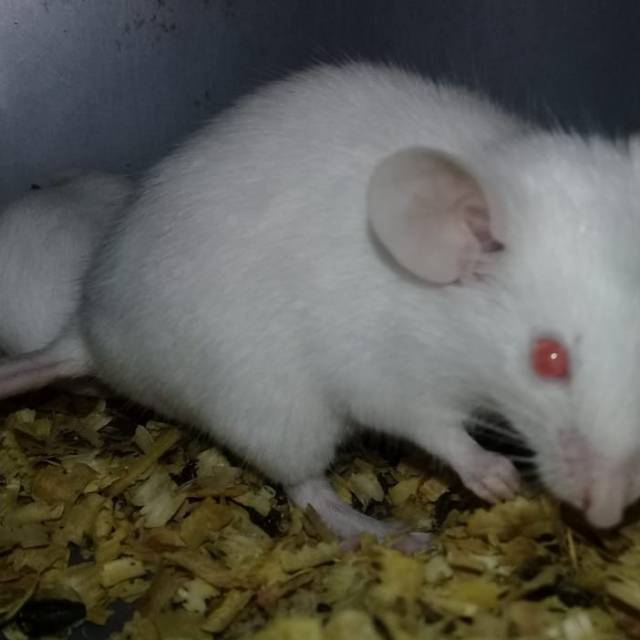 Tikus putih indukan mencit