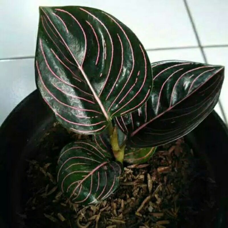 Tanaman hias Aglonema Rotundum aceh - Rotundum aceh