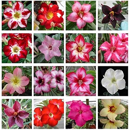 KedaiBenih Bibit Bunga Adenium Mix ~ 2 Biji