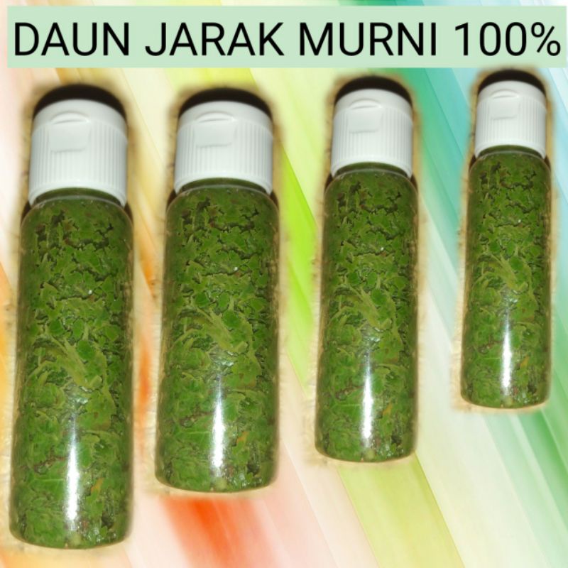 minyak daun jarak murni tumbuk