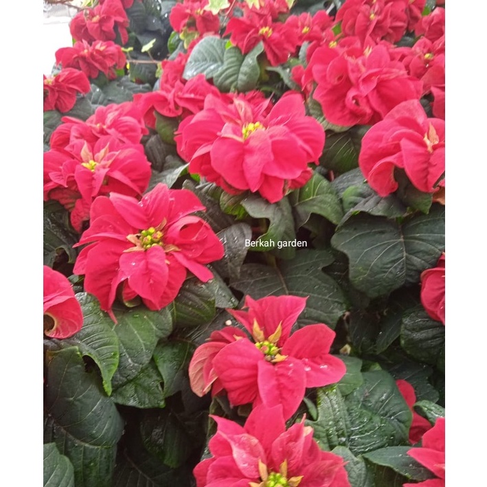 Tanaman Hias kastuba Mawar