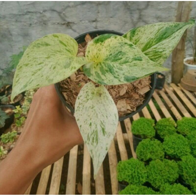 Srigading varigata/srigading putih -Tanaman hias