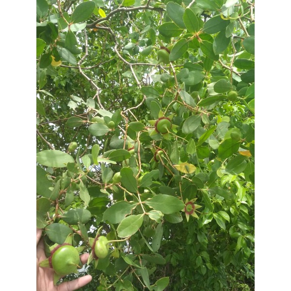 

RANTING & DAUN POHON BUAHPEDADA