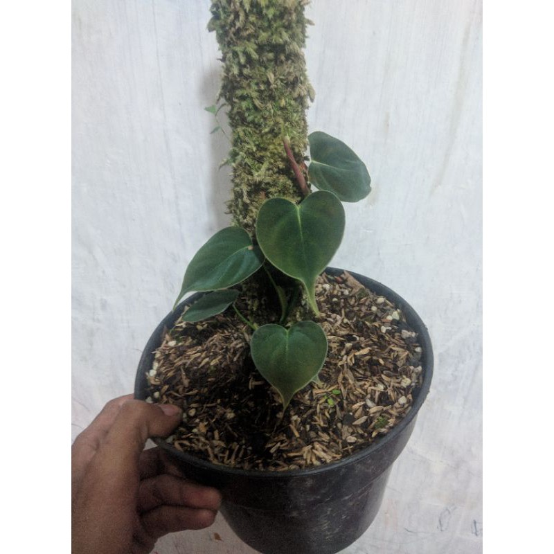 philodendron lupinum