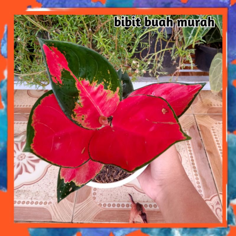 Aglonema Murah Suksom Super Merah